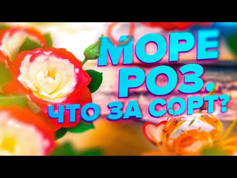 ВЫРАСТИТ НОВИЧОК! РОЗА ПРИНЦ МОНАКО