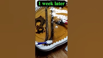 Vinegar Rust Removal