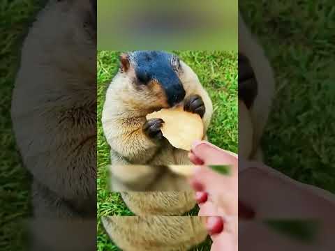 СУРОК ДРАЛСЯ СО СВОЕЙ ВОЗЛЮБЛЕННОЙ🥰