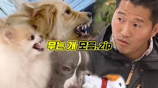 [다시보기] 개훌륭 강형욱도 물렸다! 개는 훌륭하다 무는 고민견들 영상 모음.zip