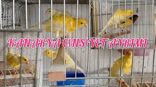 Akhi̇sarda Petshop Zi̇yareti̇. Kanarya Üreti̇mi̇.kanarya Ci̇nsi̇yet Ayrimi.sari Kanarya