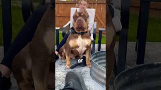 These 3 Dog Breeds That Can Beat A Pitbull In A Fight