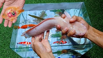 Các loại cá cảnh, cá săn mồi, cá khủng long, cá rồng, cá sấu, cá trê, cá koi