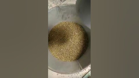 Green hole  Moong sorting video by Mark sortex