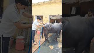 Dairy farm #Randeep Malik #trending#viral#reels#ytshorts