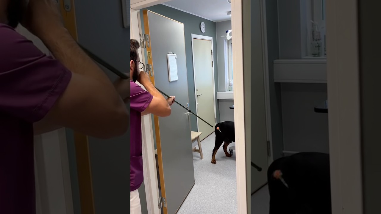 Why Vets Blow Darts Into Patients #goodtoknow #vet #medicine #educational #funfacts #lifehacks #hack