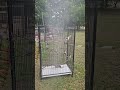 Cockatiels getting a mist bath