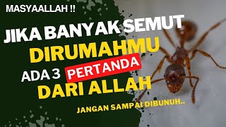 MasyaAllah !! Jika Banyak Semut dirumahmu, Ada 3 Pertanda Dari Allah Jangan Sampai di Bunuh