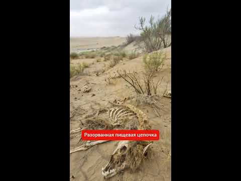 Шокирующее пророчество! катастрофы, предсказанные в откровении, уже начались!