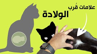 كيف بتعرف انو قطتك بتولد قريباً | علامات الولادة | شوق قربت تولد 😻CAT'S LABOR SYMPTOMS