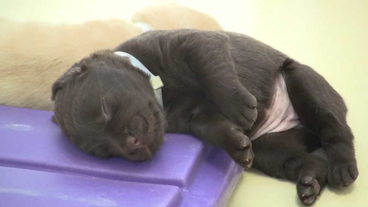 puppy seeing eye dog