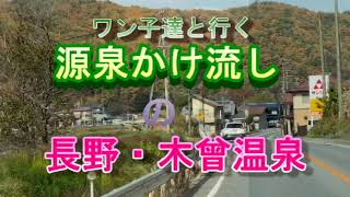 長野県・木曽温泉、源泉かけ流しの『黄金の湯』にティーカッププードルと宿泊してきました。