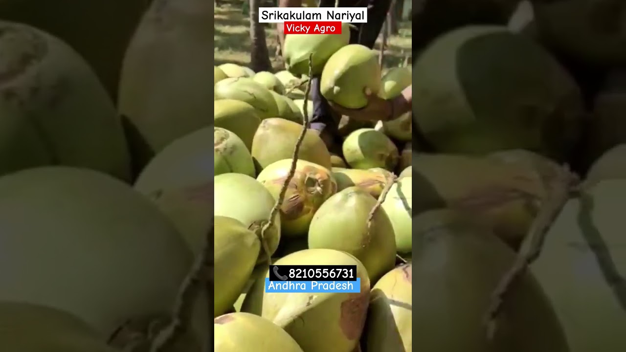 Srikakulam Andhra Pradesh Top Quality Tender Coconut Today Loding|Fresh Nariyal Pani Wholesaler