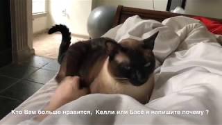 Как избавиться от кошачьей линьки ? Почему кошки линяют ? =^..^= СИАМСКИЕ КОШКИ