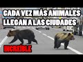 Los Animales siguen llegando a las Ciudades