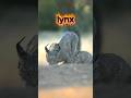 ये बिल्ली बर्फ में रहती है 😲 | Lynx Facts in Hindi #shorts”