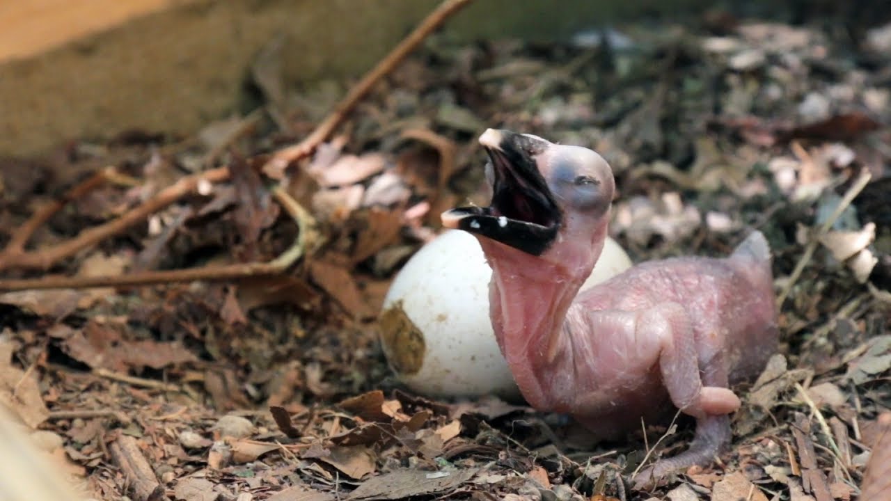 First-Ever Southern Ground Hornbill Chicks 