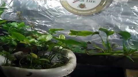 Pondscape -  2014 - Ocean Design Aquarium - Gold Fish & In Door Pond Updates [dvd 640 x 360]