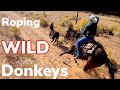 Roping Wild Burros On Indian Reservation: Vlog #10