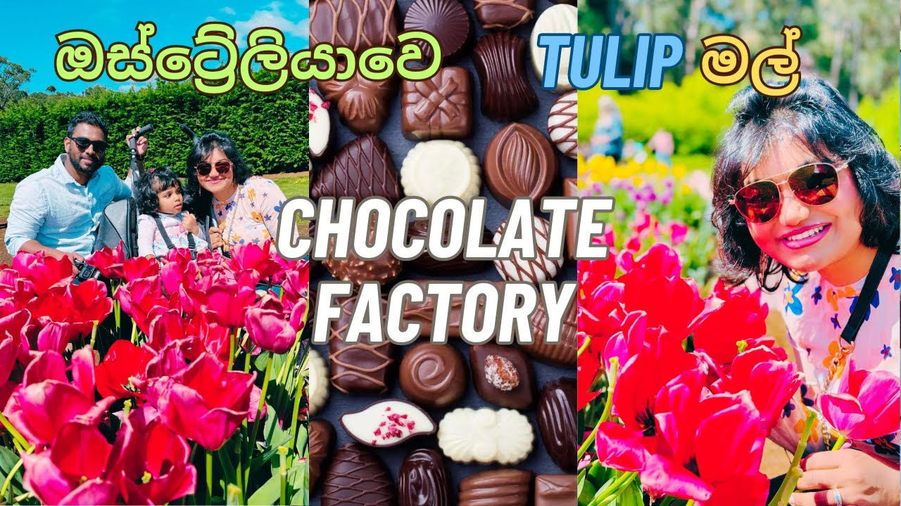 ඕස්ට්රේලියාවේ Tulip මල් & චොක්ලට් Tesselaar Tulip Festival & Yarra