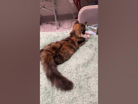 Пушистая жопка #котики #кошки #cat #кот #кошка #рекомендации - YouTube