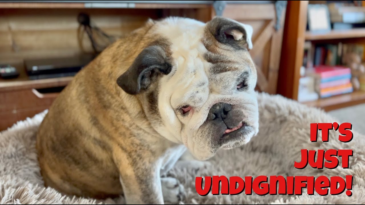 Reuben the Bulldog: The Passing of the Gas - YouTube