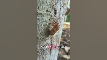 an army of capybaras? 🐑 #forest #wildlife #nature #travel #animals