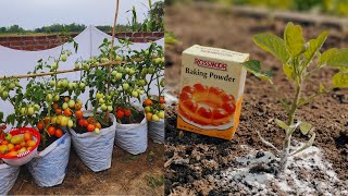 This Is Why Baking Soda Is Now The Only Salvation For Your Plants.| Amazing Plants defense.