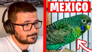 SUPER AVIARIO DE PERIQUITOS RAROS EN MEXICO