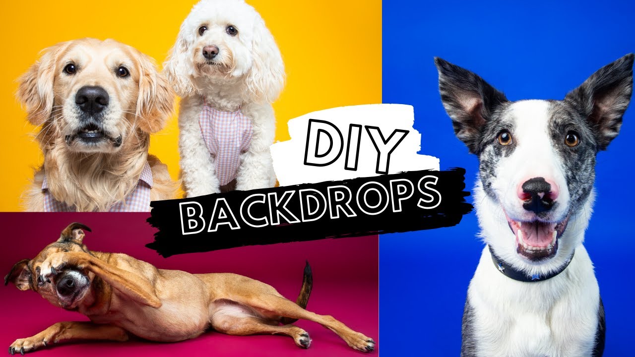 DIY BACKDROPS for UNDER $3 DOLLARS! Cheap & Easy dollar store finds to improve your dog photography!