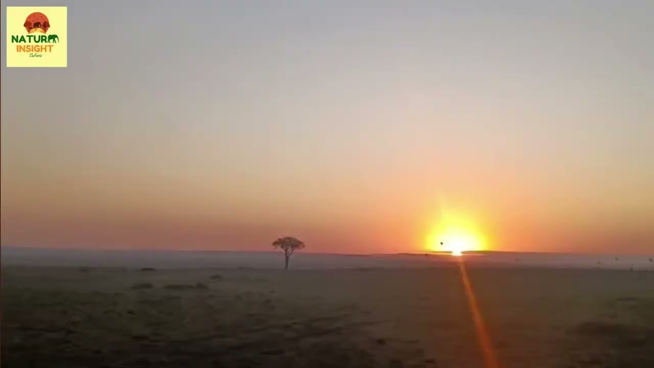 The Ultimate African Safari Bucket List: Hot Air Balloon Ride & Bush Sunset! 🎈🌄