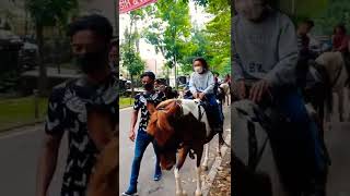 Download Lagu WISATA KUDA GASIBU PART 2 #shorts MP3