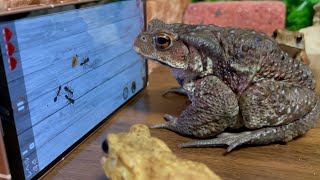 gamer toad 🐸 (Big toad is crazy about the game) Japanese toad, Miyako toad