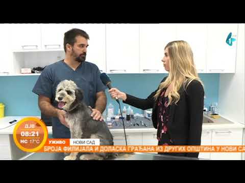 Video: Kako Sačuvati Psa Od Krpelja