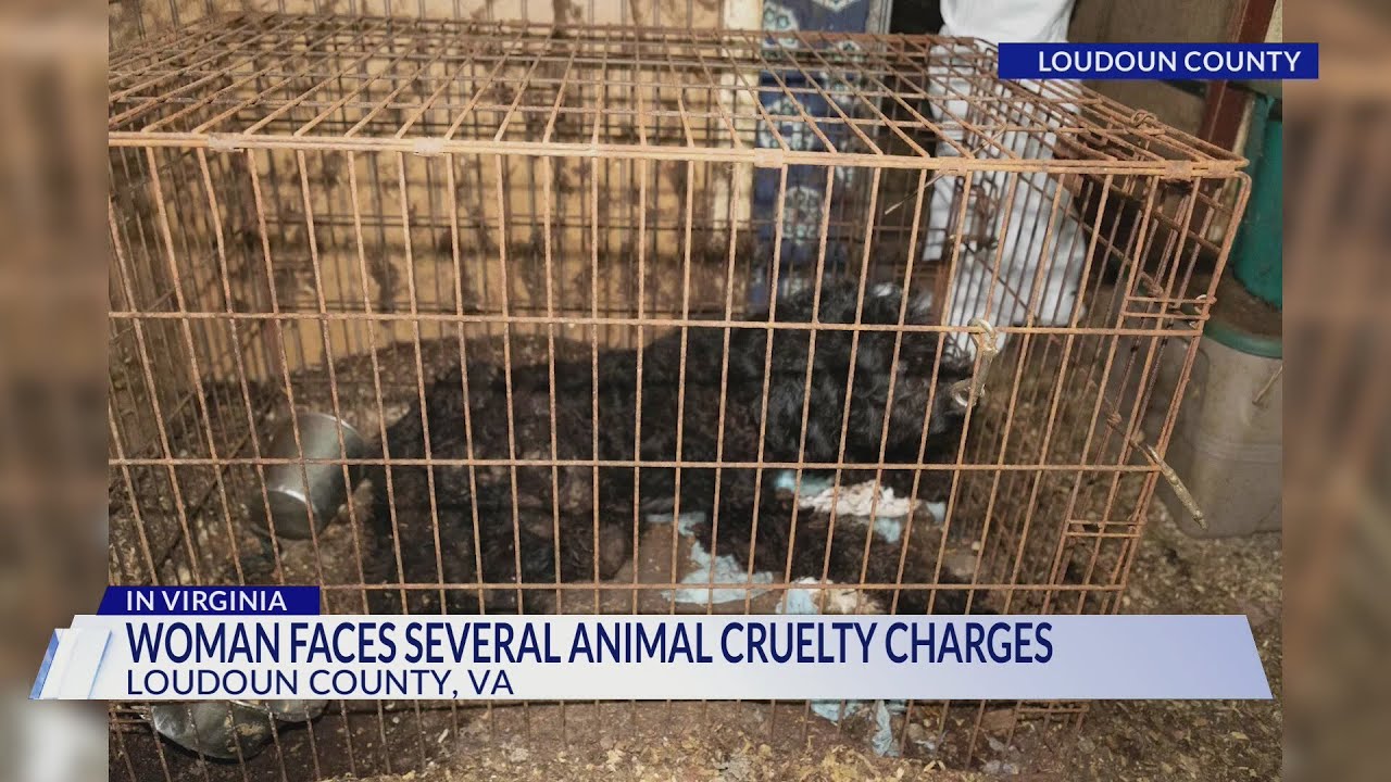 Middleburg woman faces several animal cruelty charges after 5 dogs ...