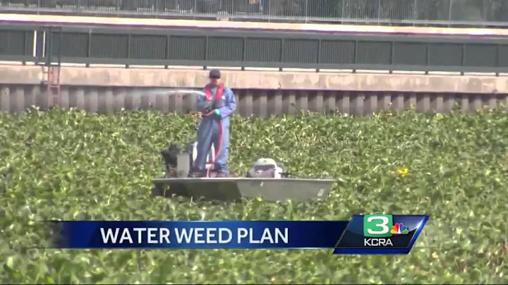 State tries to tackle water hyacinth problem early