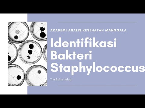 Identifikasi Staphylococcus part 1