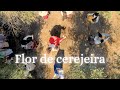 Lads dalenquer  flor de cerejeira official music