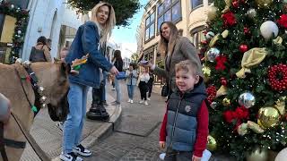 Cash 2.0 Great Dane Christmas Day Special on Rodeo Drive in Beverly Hills (3 of 3)