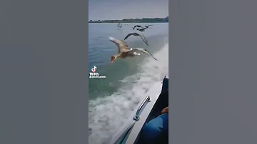 Вожак стаи птиц залез в лодку