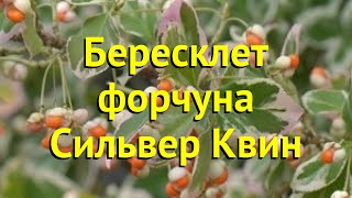 Бересклет форчуна Сильвер Квин. Краткий обзор, описание характеристик euonymus fortunei Silver Queen