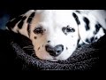 Funny Dalmatian Puppies