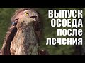 Выпуск осоеда