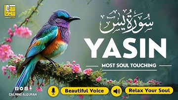 Relaxing Surah Yasin for Sleep, Depression, & Anxiety ✦ Peaceful Surah Yaseen سورة يس ✦ Hejazi