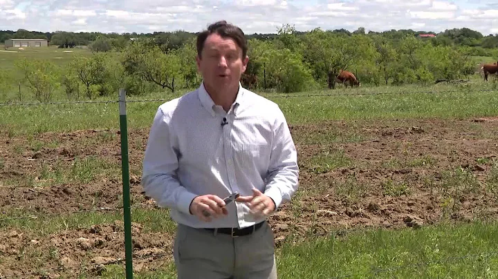 Bull goes viral after video shows it escaping from Texas hail
