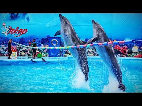 Вопрос: Какую скорость способны развить дельфины в воде?
