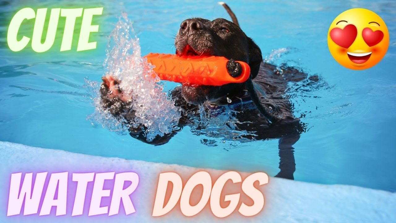 Cute Water Dogs Funny Moments Pets in Action Swimming Dog Video   Animals Music
