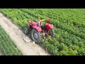 Potatobreeding #116 harvesting trialfield