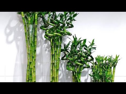 Video: Sıcak Hava Bambu: Bölge 9 Bahçeleri İçin Bambu Çeşitleri