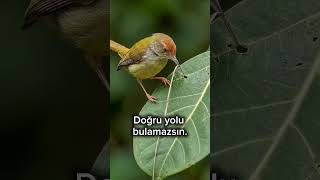 Bi̇r Kulu İnci̇tme - Aç Sesi̇ Di̇nle....